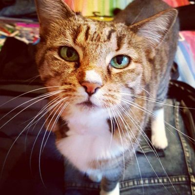 Kitty colour Kitty colour